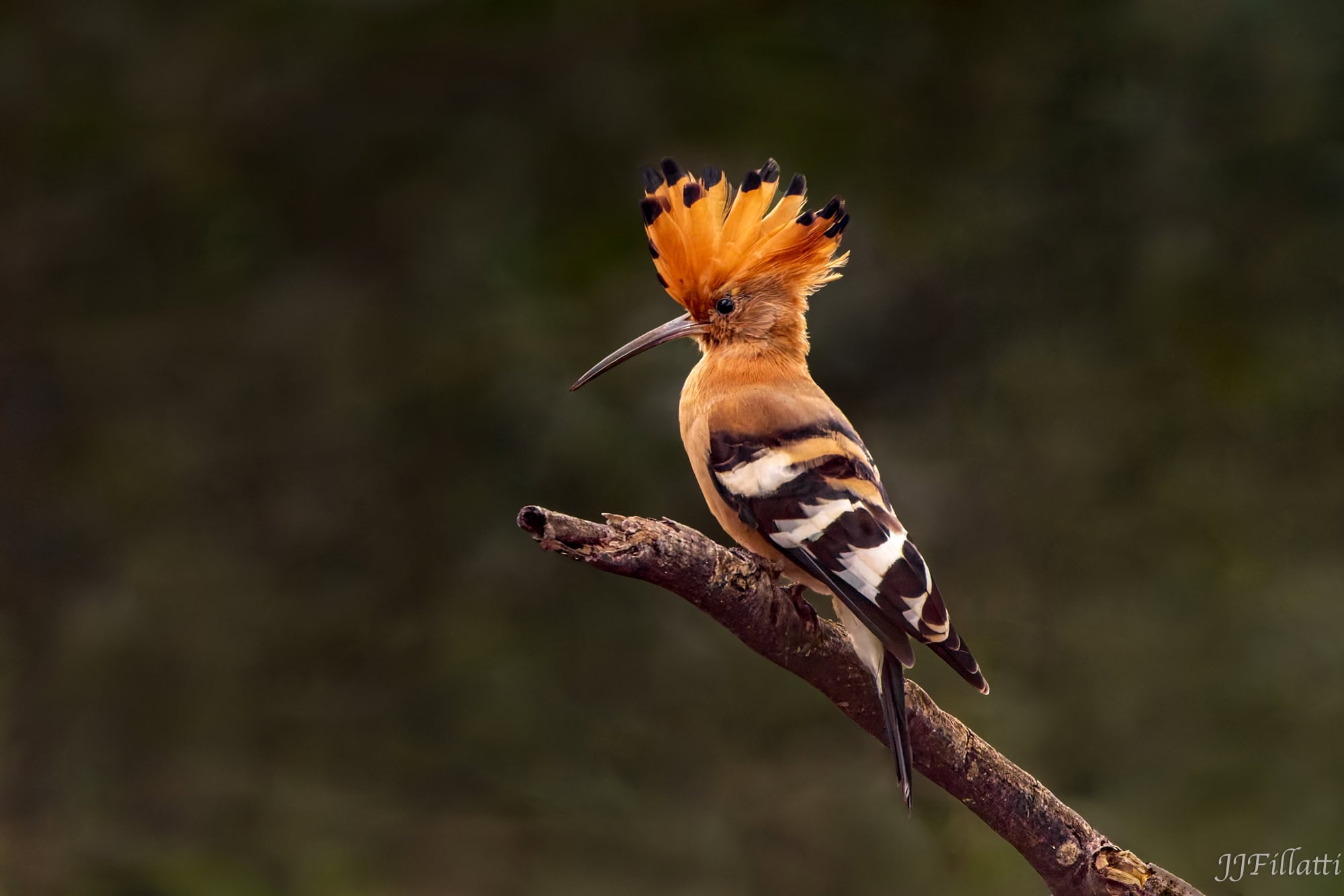 wildlife of Zimanga image 12